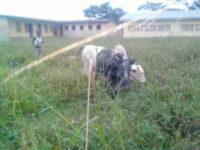 some of the cows of Mah Di's