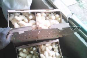 new set of chicks