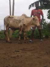 Our new cow!