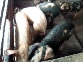 Livestock farming, key income generationg activity