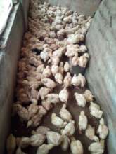 Poultry farming, an income generation activity