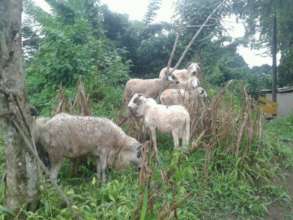 and sheep too!