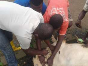 Learning how to vaccinate the cows