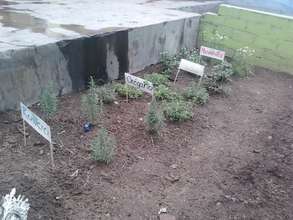 Starting to plant the garden