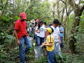 Collecting trees in the forest