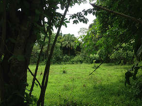 Planting Area