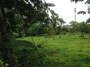 Planting Area