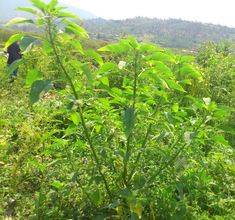Amaranth grown at the Twihangirimirimo cooperative