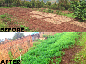 Gardens at Rubingo school have flourished!