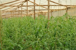 Tomatoes greenhouse