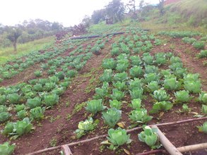 The cabbage micro-garden in Rubingo school