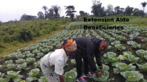 Cabbage Harvest