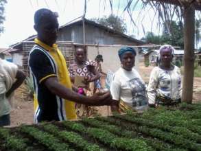 Seedling nursery bed
