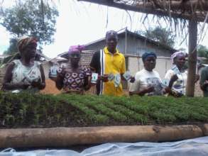 A Raised Nursery Bed with Vegetable Seedlings.