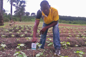 Planting in Liberia