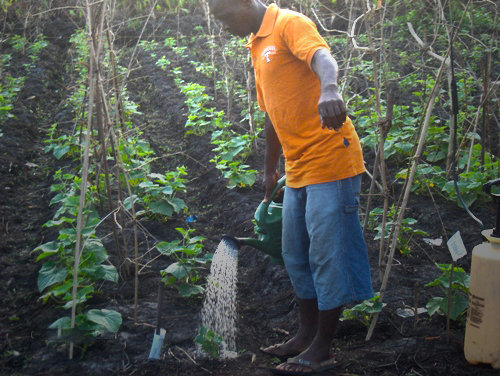 After Ebola, Gardens Help Rebuild Lives