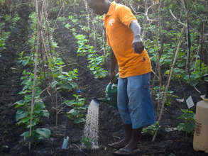 Growing cucumbers, Liberia.