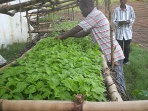 Pepper seedlings, Liberia.