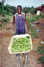 Okra harvest, Liberia.