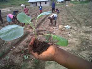 Seedlings planted