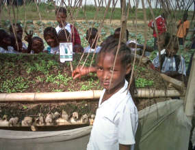 After Ebola, Gardens Help Rebuild Lives