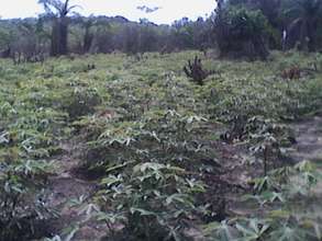 Cassava Growth