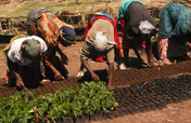 Climate-smart 3000 women, youth economic strategy
