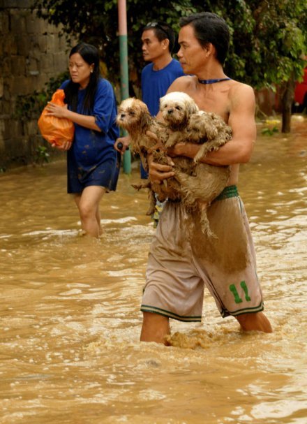 RESCUE DOGS in FLOOD AREAS SAVE CHILDREN'S LIVES GlobalGiving