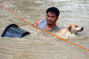 Daring dog rescue in rapid flood water