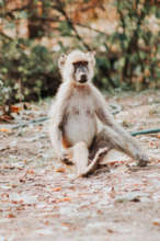 A baboon also observes the watering hole :)