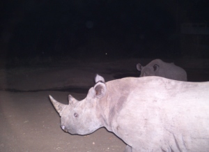 Black rhinos captured by camera trap