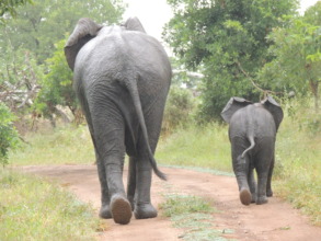 Mother elephant and calf
