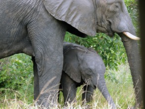Elephants in Majete