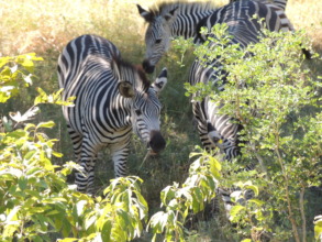 Zebras