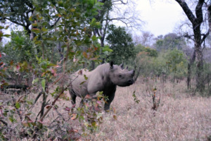 A Black Rhino Caught on Camera Trap