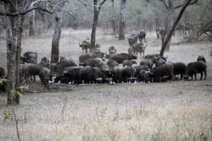 Water Buffalo Gather at a Watering Hole