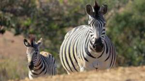 Zebras are snapped from a distance during a survey