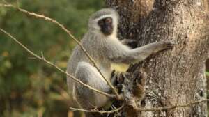 An African primate climbs a tree