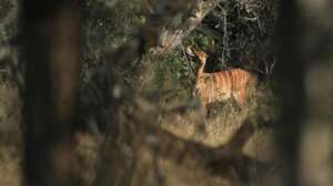 African wildlife spotted in the bush