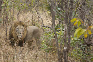 A male lion in the bush