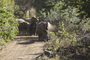A herd of elephants