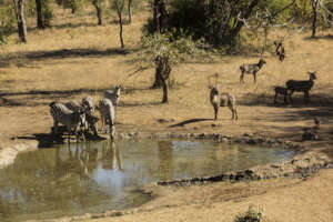 Wildlife at a watering hole in the Majete Reserve