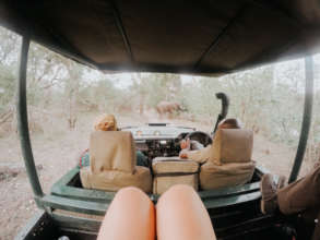Observing elephants from the research vehicle