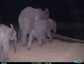 Elephants Passing Through a Camera Trap