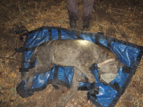 Majete's first collared hyena