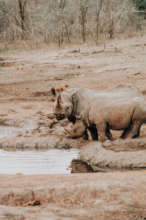 Black rhinos are observed at a watering hole