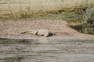A crocodile observed on a river bank