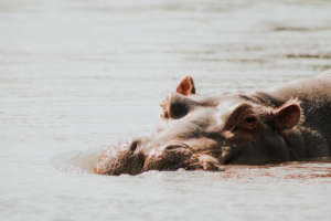 A hippo surfaces in a river