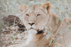 A young lion at Majete Reserve
