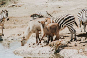 Wildlife gathers at a watering hole
